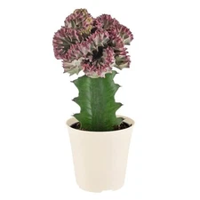 Arcadia Garden Products 4 in. Light Purple Marmaid Tail Coral Cactus Live Indoor