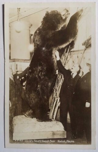 KODIAK AK World's Record Kodiak Bear c1950 CARTOLINA FOTO REALE Kodiak Alaska  - Foto 1 di 3
