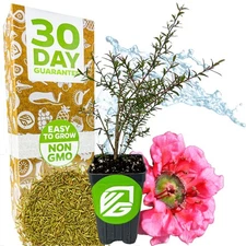 New Zealand Tea Tree Manuka Plant - Leptospermum scoparium - Wellspring Gardens