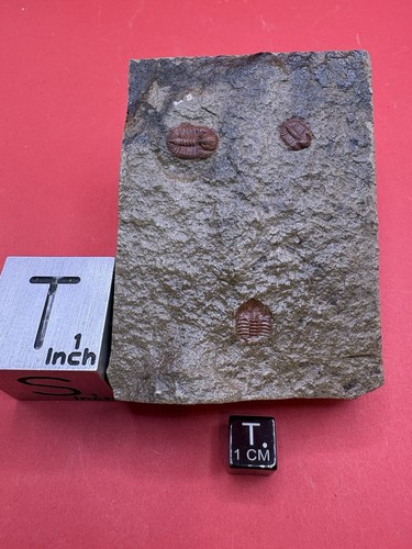 Trilobites- Amphyxina bellatula- Ordovician- Maquoketa Fm.- Pije Co., Missouri
