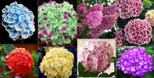 20 SEEDS for MIXED COLOR HYDRANGEA red blue pink flower plant USA Seller 16B