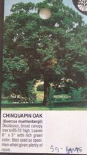 Chinquapin Oak Tree 4'-6' Healthy Live Shade Trees Plants Home