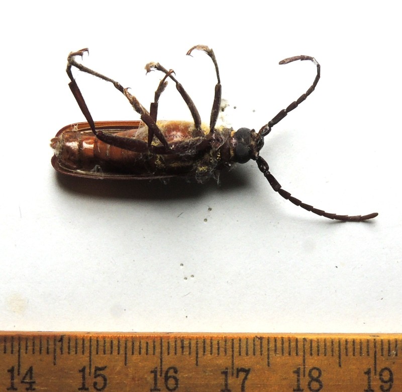 Orthosoma brunneum, DC; Cerambicidae