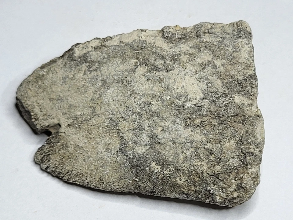 Turtle/Tortoise Shell White River Fm Oligocene 37-30myo After Dinosaurs Ref4014 - Image 3 of 4