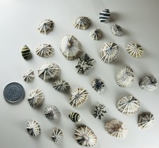 japanese sea glass Surf-Tumble Seashell Set small