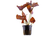 Nymphaea lotus - Topf Roter Tigerlotus Afrika Aquariumpflanze - Tropica 019