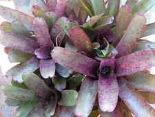 Neoregelia PURPLE PHANTOM Bromeliad one tropical plant SMALL 