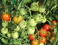 Tomato Lycopersicons Esculentums Baxters Cherry Early Bush Heavy Yields 20 Seeds