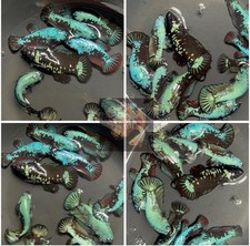 Female Betta Live Fish - X1 Blue Green Avatar HMPK - Breeding Or Sorority