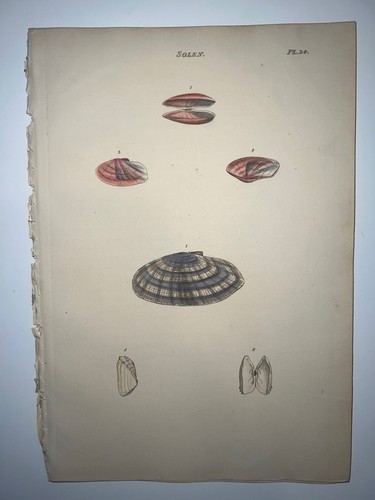 1815 Wood Conchology ANTIQUE SEASHELLS ENGRAVED PRINT Genus Solen Plate 34