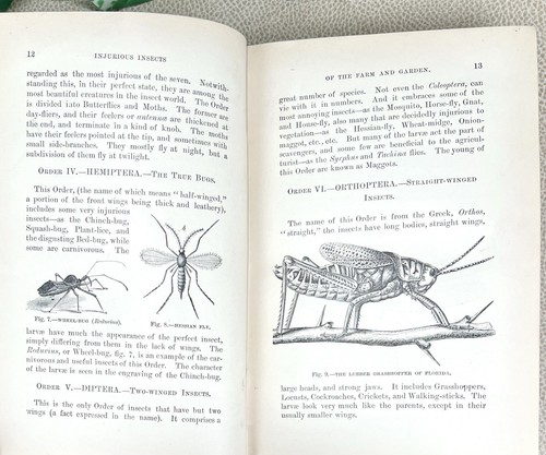 Rare! Injurious Insects of the Farm & Garden by Mary Treat - 1882 HC Illustrated - Picture 13 of 24