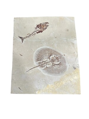 Cyclobatis Stingray Fossil and Centrophoroides latidens Shark Fossil Fish
