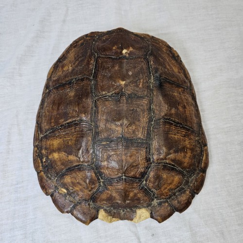 Real Snapping Turtle Shell Taxidermy Carapace Cabin Natural Decor 10.75" x 10"