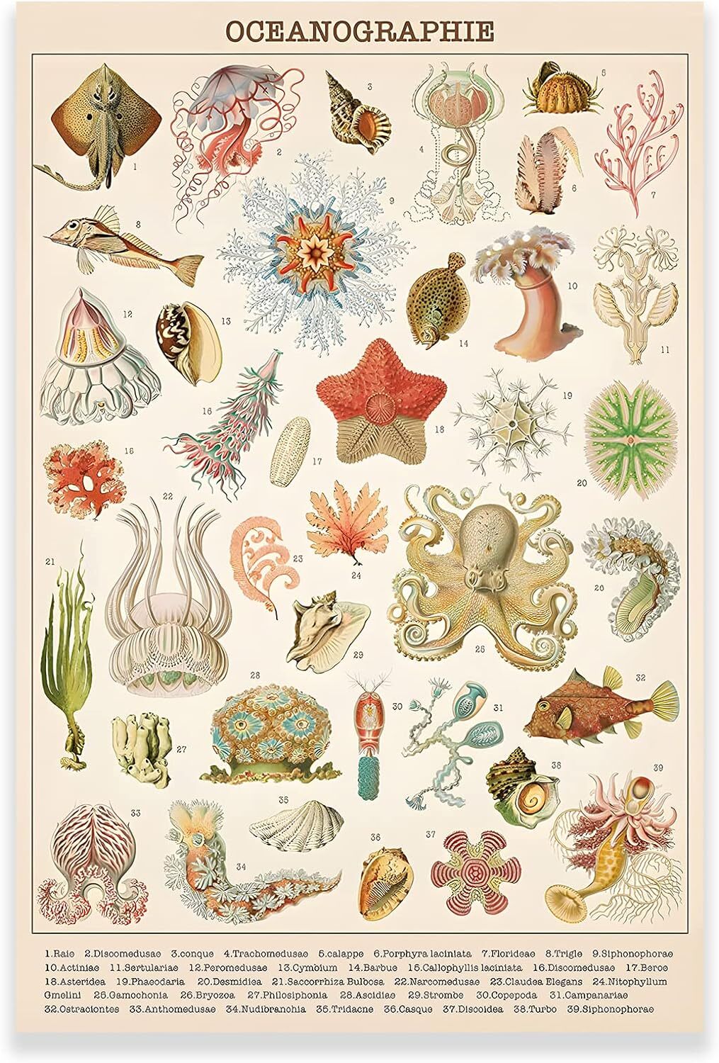 Vintage Ocean Poster - Ocean Life Jellyfish Marine Biology Science Wall Art