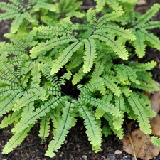 Adiantum pedatum Imbricatum Outdoor Garden Ready Fern Plants in Plant Pot