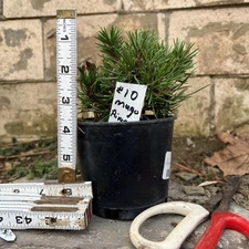 Mugo Pine  Bonsai 4" Plastic Pot 5"w