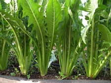 Catalogna Emerald Endive Seeds, NON-GMO, Chicory, Italian Dandelion, FREE SHIP