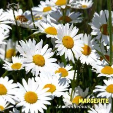 30.000 Samen Wiesen Margerite WILDFORM Chrysanthemum leucanthemum Oxeye Daisy