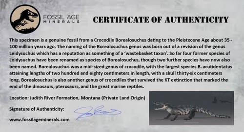 0.3 Crocodile Borealosuchus Fossil Tooth Judith River FM Montana COA Display - Picture 9 of 9