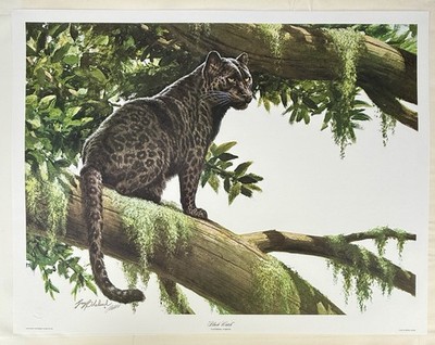 Large Guy Coheleach Signed Numbered Black Watch Print Panther, Panthera Pardus