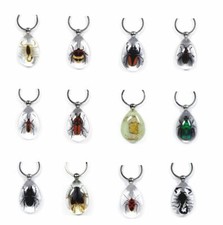 Real Insect Key Ring Chain Lucky Charm CLEAR Scorpion Beetle Hornet Bug