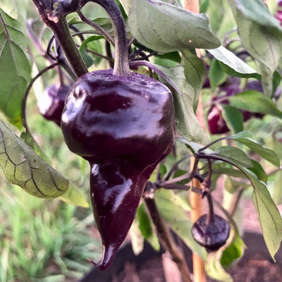 #ad #ad Purple UFO Hot Pepper Seeds. 10 Seeds per order Free Shipping $3.95