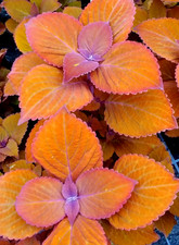 Buntnessel Campfire Coleus Steckling mit Erdballen für Zimmer Kübel Balkon F.