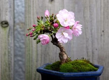 10 Japanese Flowering Cherry Blossom Bonsai Seeds, Fresh Exotic Rare Bonsai Seed