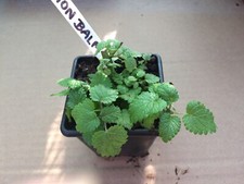 Mixed Herb Plants in 7cm pots