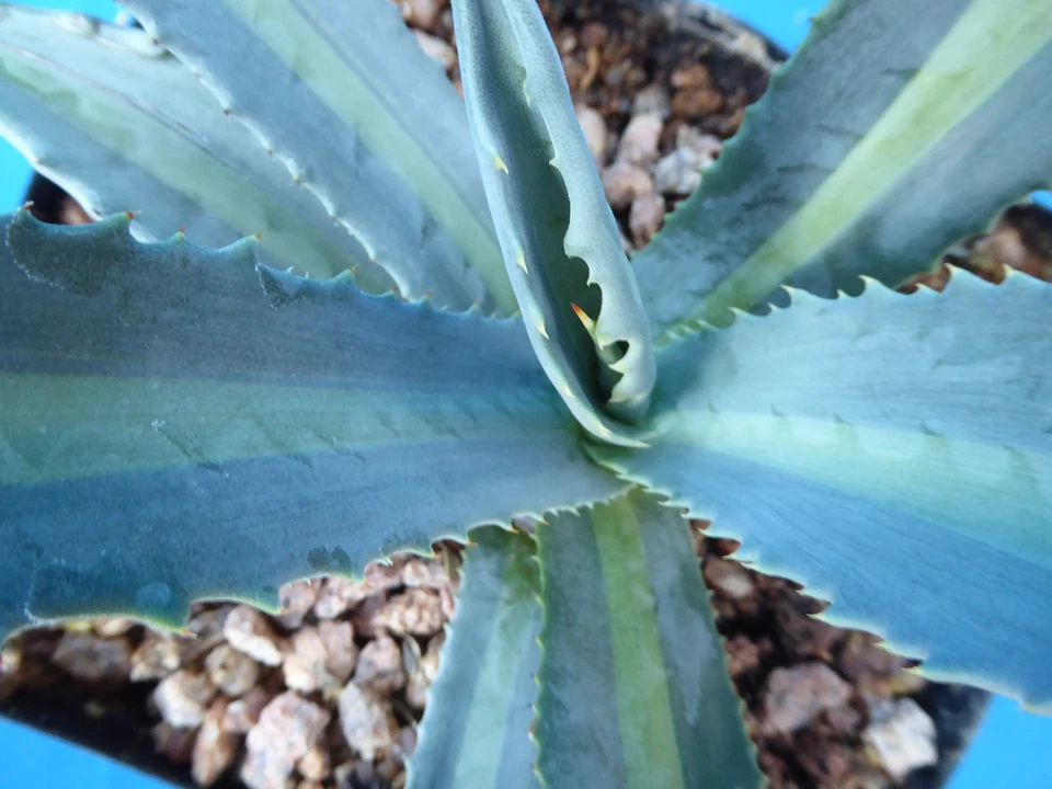 Agave americana medio-picta "Lemon Lime" VARIEGATED! RARE 6"-10" Wide NICE  - Image 3 of 4