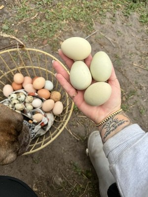 6 Olive egger 