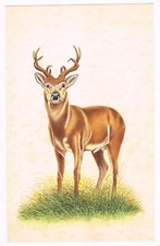 Fatto a Mano Animale Arte Dipinto Di Deer Fauna Selvatica Natura Art Su Carta