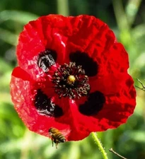 200+ Turkish Tulip Poppy Seeds for Garden Planting - USA - FREE SHIPPING!