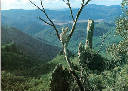 Postcard animals - Koala bear in tree at Warrumbungle National Park
