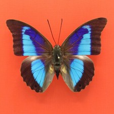 Prepona for collectors | Prepona werneri, brooksiana females