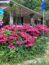 Pink Azaela Bush   Over   25 Seeds USA Seller