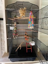 Medium Sized Bird Cage  Toys, Perches, and Food and Water Bowl -Used 