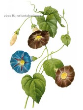 Chinese 100 real natural silk thread,su hand embroidery kits:morning glory