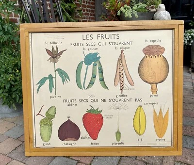 ancienne affiche scolaire pédagogique école botanique les fruits la graine - Photo 1/4