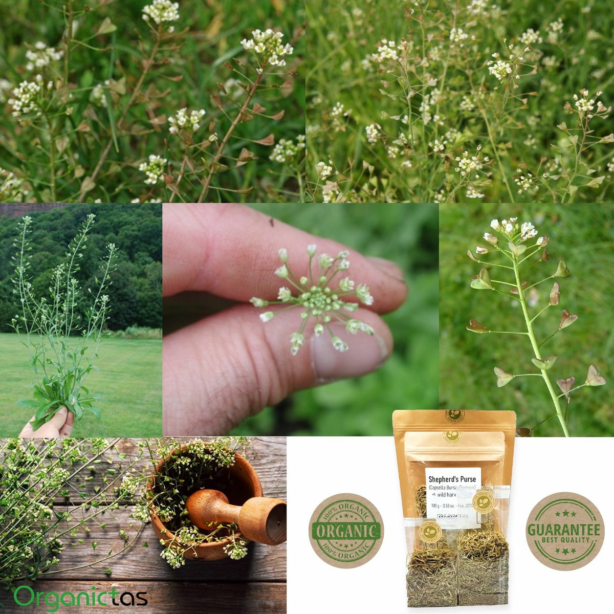 Discover 191+ shepherd's purse benefits super hot nanoginkgobiloba.vn