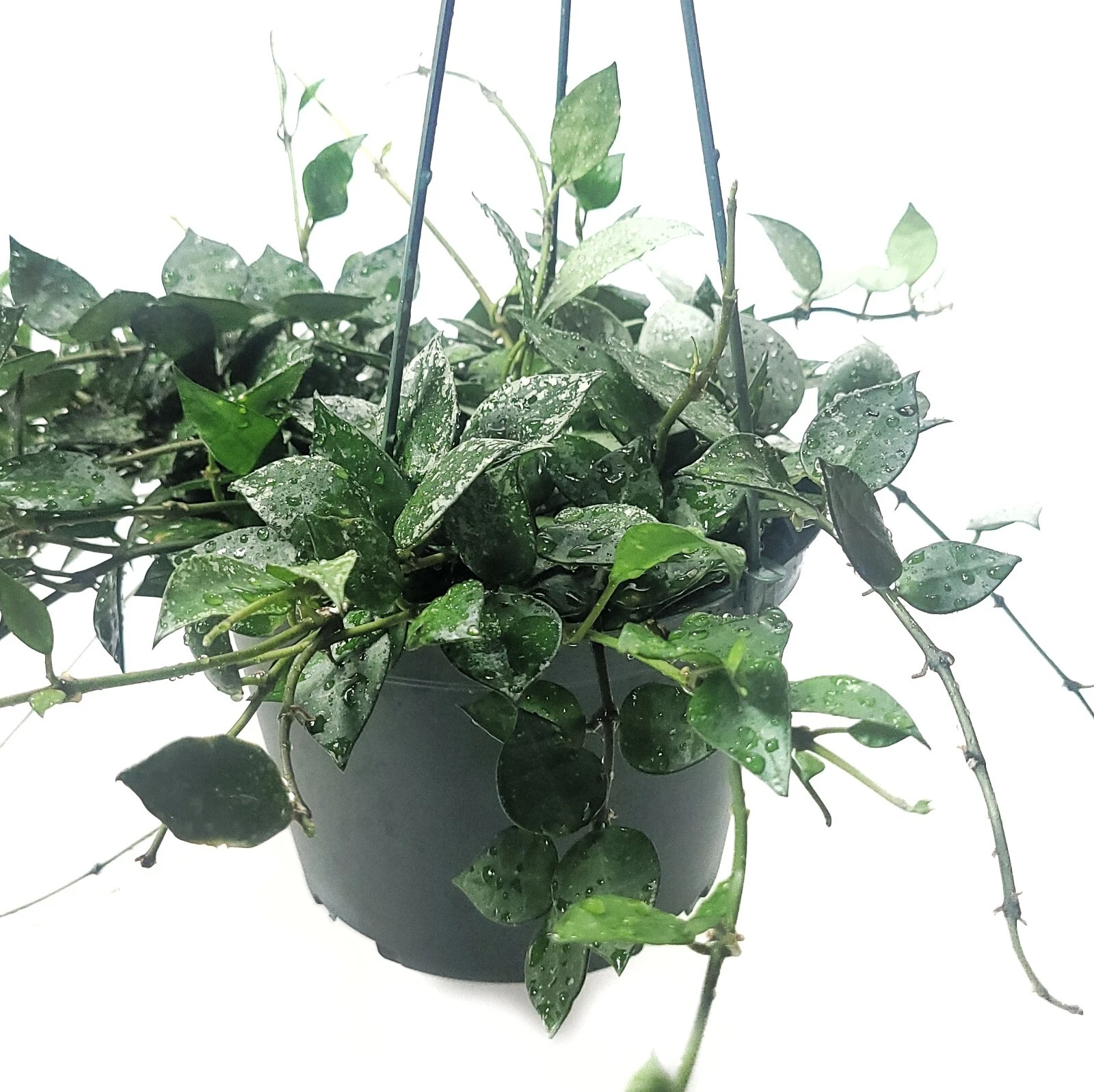 Malibu Tropical Hoya Krohniana Eskimo