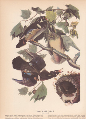 Audubon 1942 Vintage Birds #206 ''Wood Duck'' Full Color Art Plate Lithograph