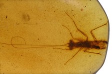 Juvenile Mantodea (Praying Mantis), Fossil Insect Inclusions in Burmese Amber