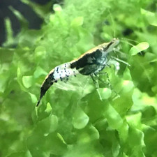 10 1 Live Black Rili Freshwater Aquarium Shrimp Neocaridina Easy Care