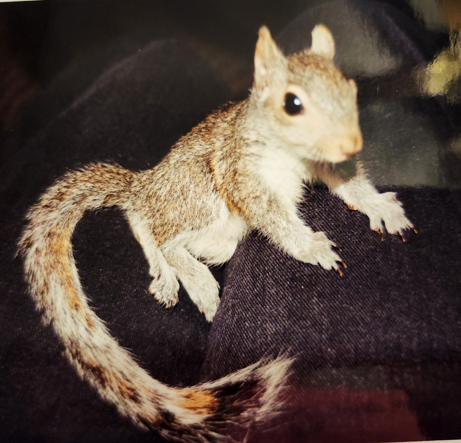 30th Anniversary Guide to Unlocking the Bible in 30 Days Pb