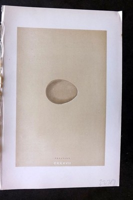 Morris 1896 Antique Bird Egg Print. Pheasant 137