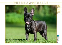 Calvendo Puzzle French Bulldog Puppy In A Meadow | 1000 Pieces, Finished Size 25