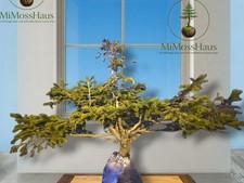 24” white spruce pre bonsai raw material wild collected