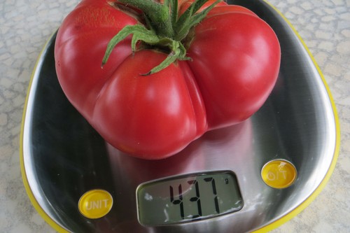 10 graines de tomate ancienne Khula Uri d'Adzhari rustique goût très agréable - Picture 9 of 12