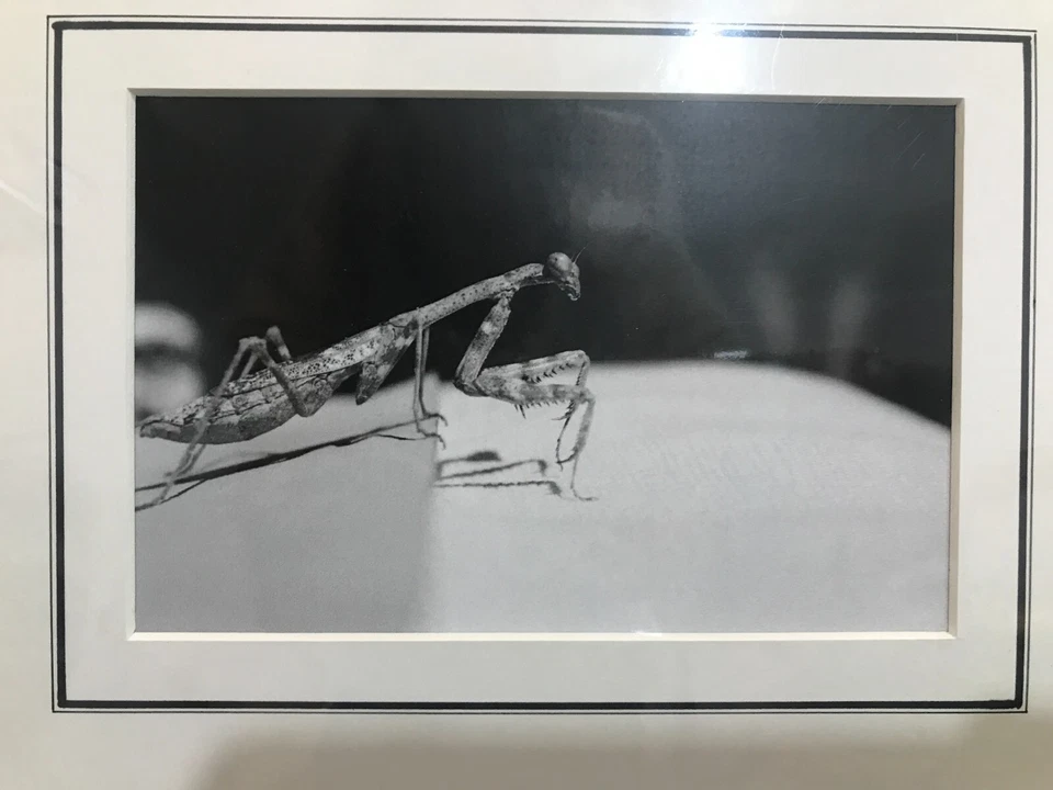 Fotografía mate en blanco y negro firmada 8 x 10 pulgadas mantis religiosa saltamontes Foto 2 de 2